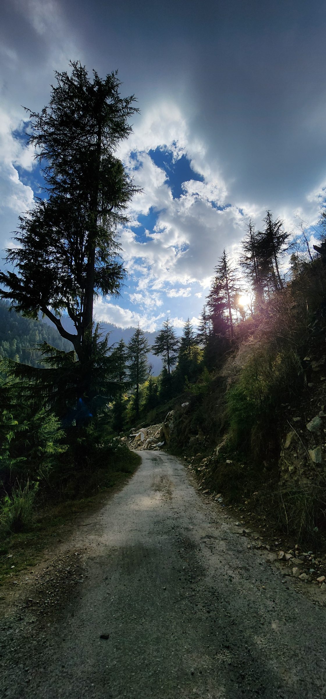 Dirt road winding through dense pine forest and mountains in Jibhi Valley
