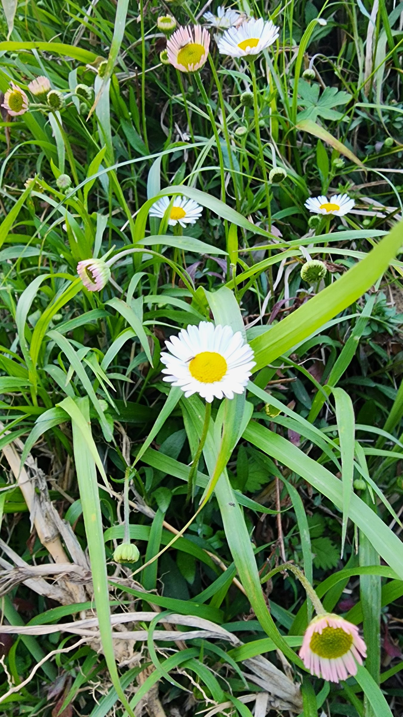 Close-up view of green grass with small wildflowers in Jibhi Valley