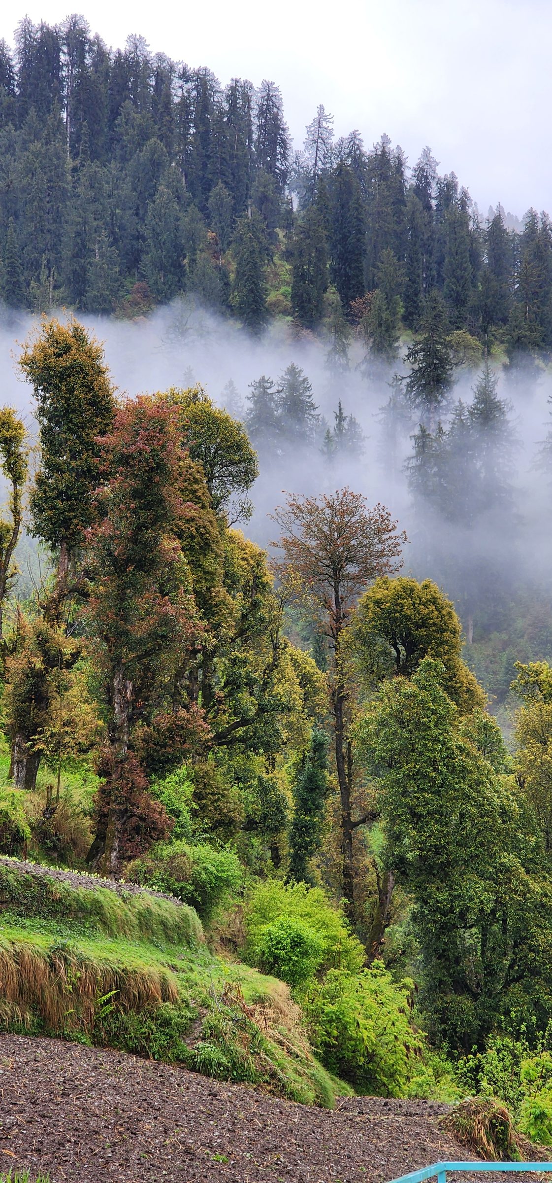 Dense green trees shrouded in mist in the Jibhi Valley, Himachal Pradesh
