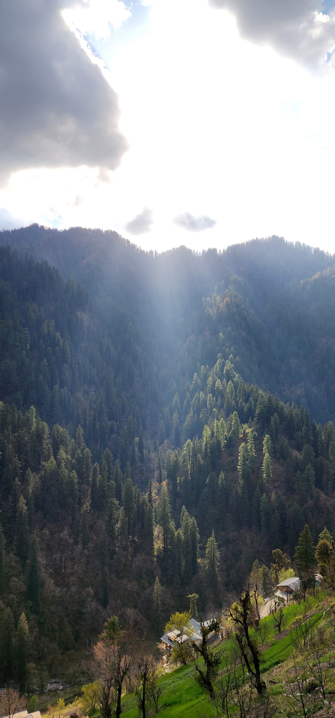 Dense green pine forests covering rolling hills under bright, misty sunlight