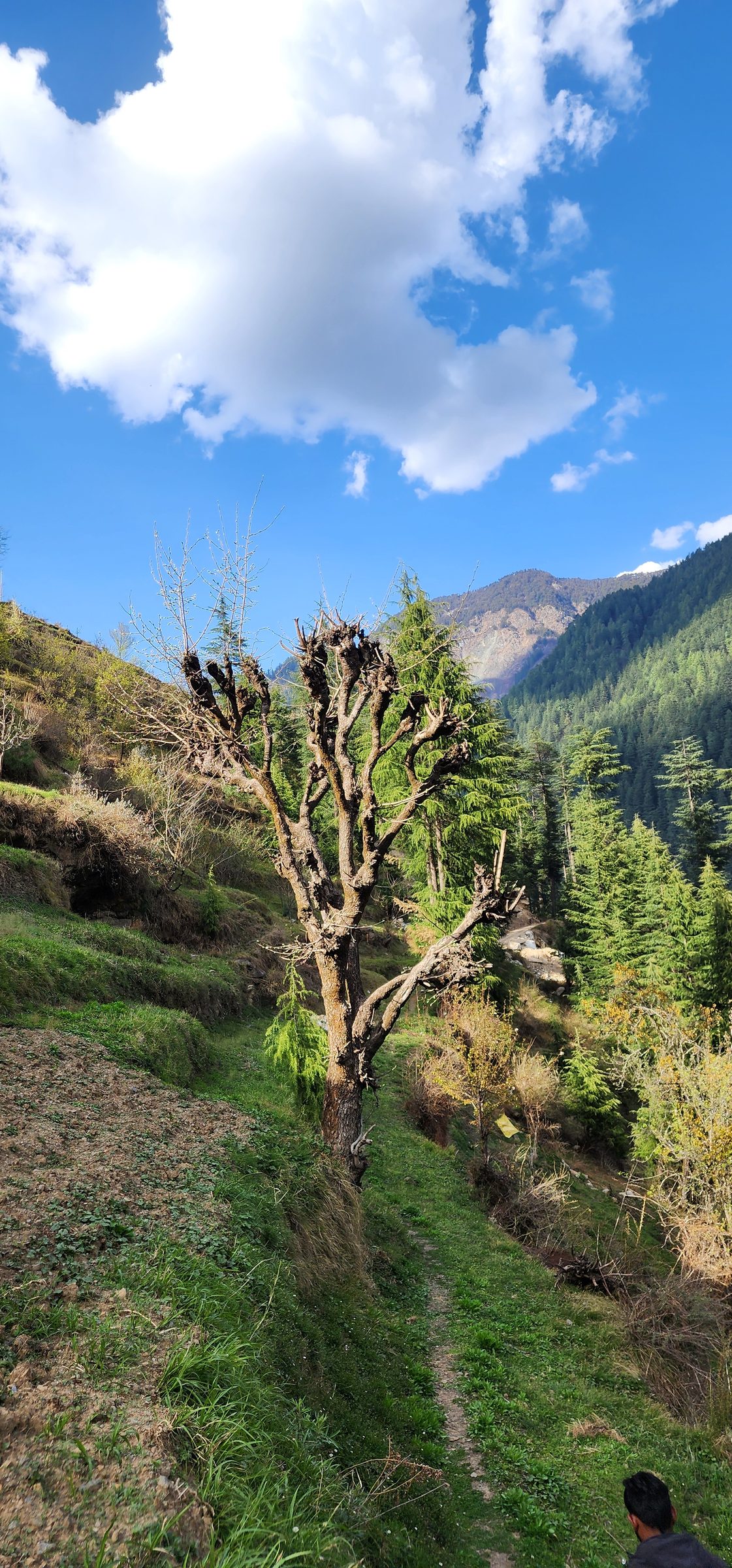 Gnarled tree stands on a grassy slope under a bright blue sky in Jibhi Valley.