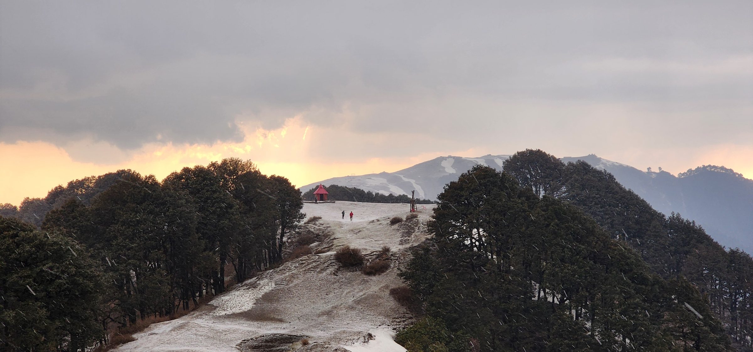 Dense pine trees covering a misty, sloping hillside under a cloudy sky