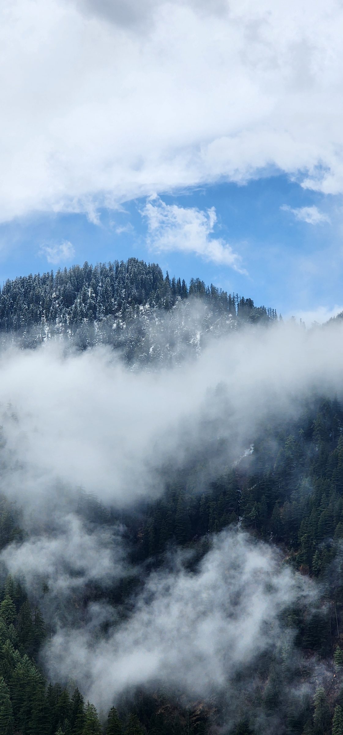 Dense pine forest covered in heavy mist and blue sky