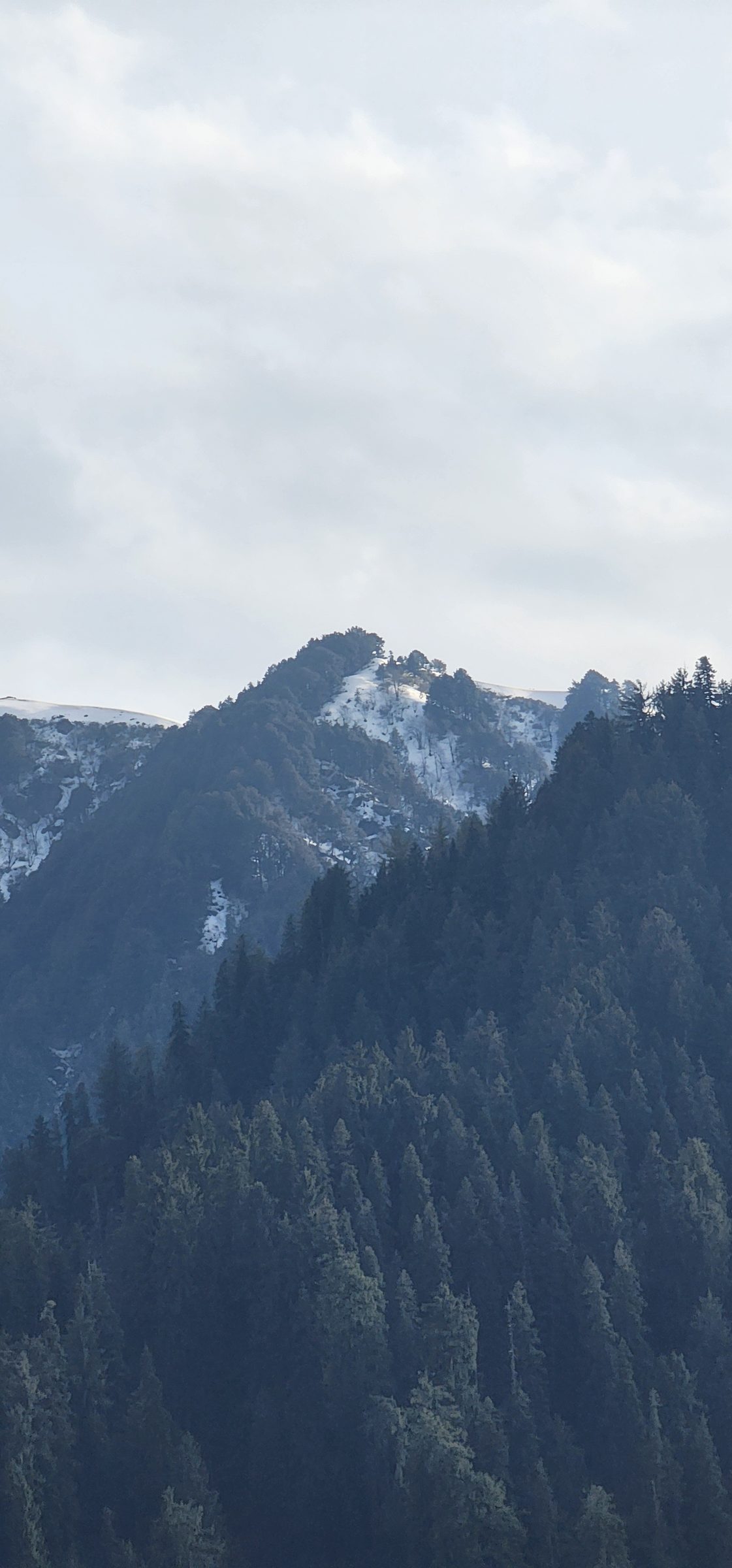 View of dense green pine forests covering the mountains from Shoja