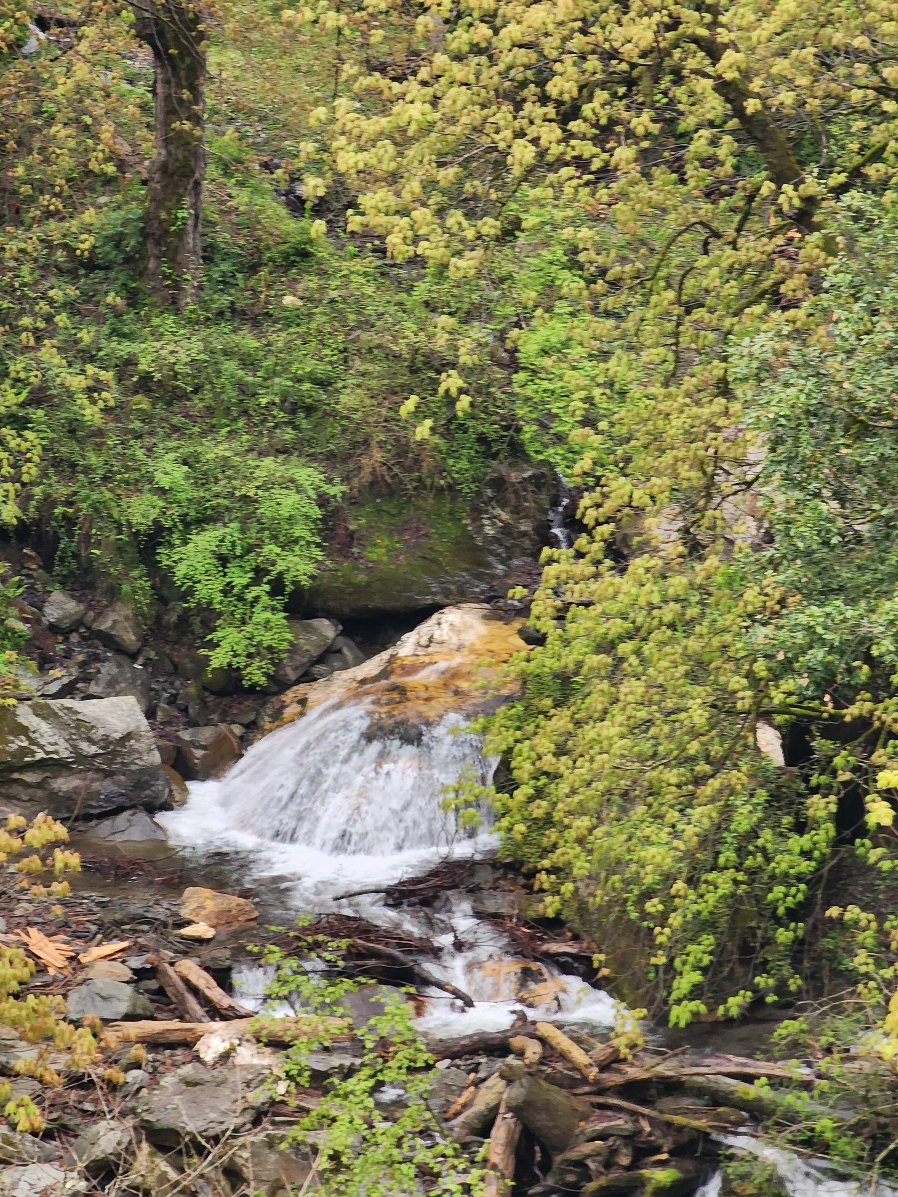 Water flowing over rocks surrounded by dense green foliage and moss, Near Ailyak Seri