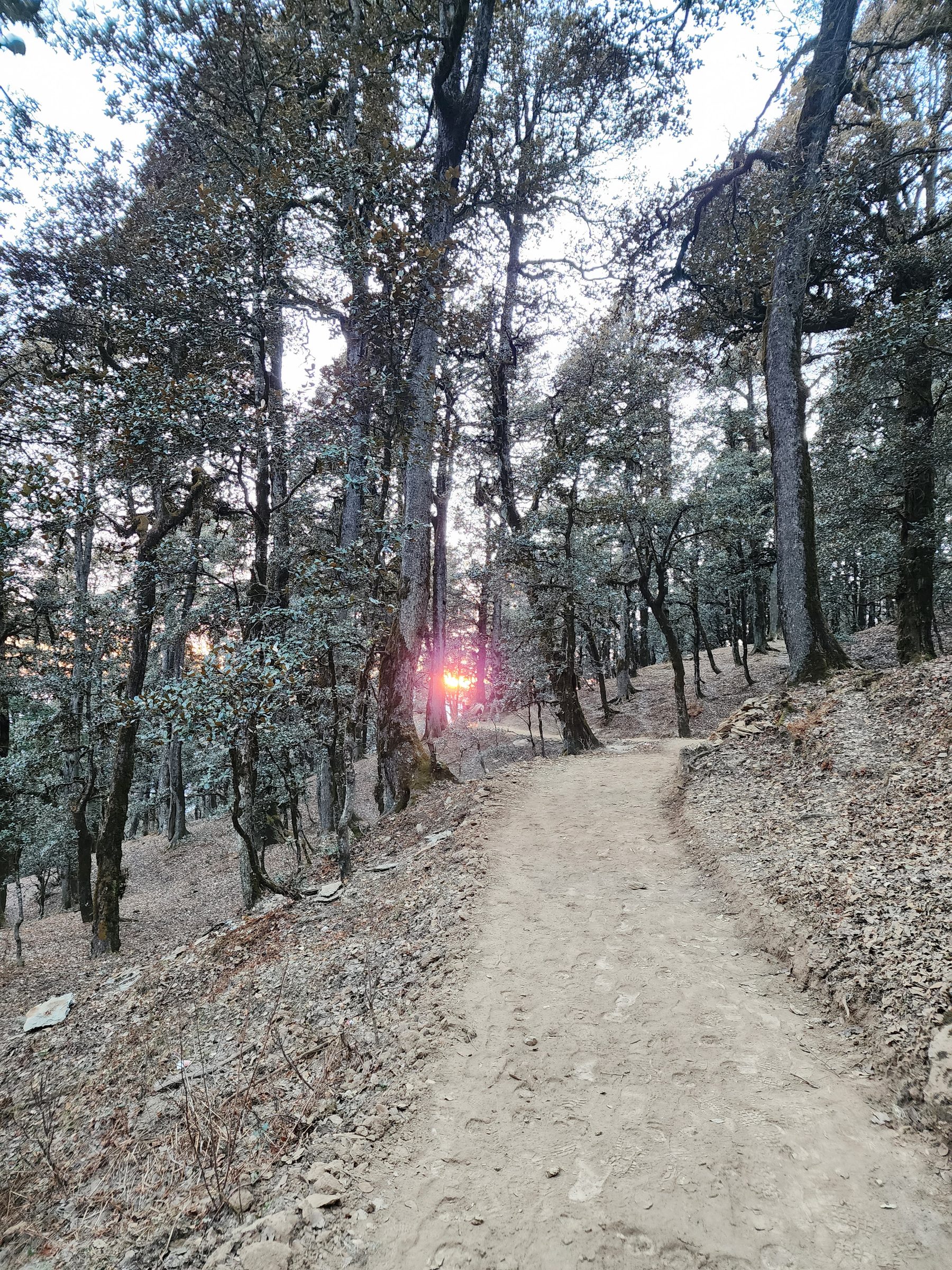 Dirt path winding through tall pine trees in the Jibhi forest